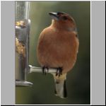 chaffinch 4.jpg